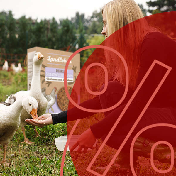 landleben enten fressen futter